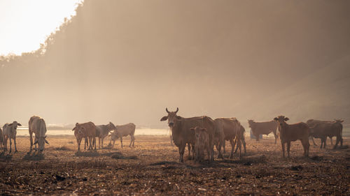 Horses on a field