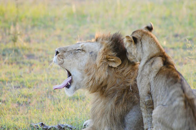 Lion yawning with cub on grassy field