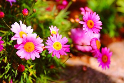 Close-up of pink flowering plants