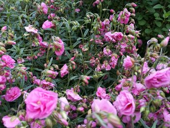 Pink flowers blooming outdoors