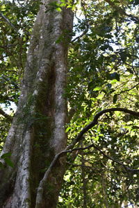 Low angle view of trees