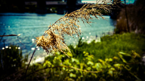 Close-up of plant against water