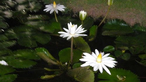 Close-up of white flowers blooming outdoors