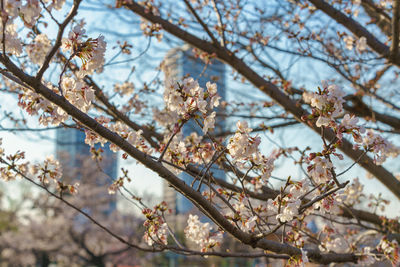 Low angle view of cherry blossoms in spring