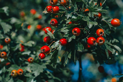 Bright red hawthorn on background of green leaves. medicinal plant. treatment of heart disease.