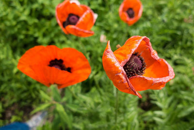 Close-up of orange flowers