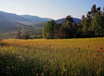 Scenic view of field against sky