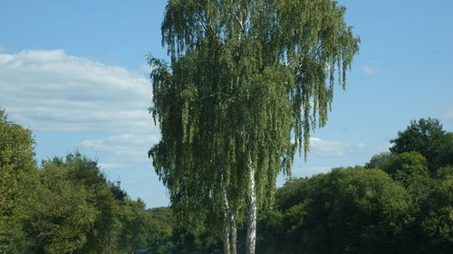 Low angle view of trees against sky