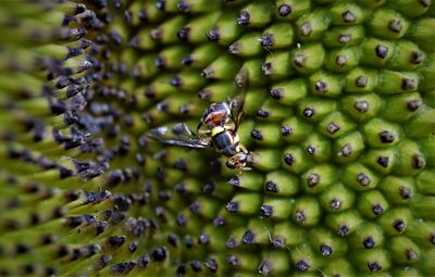 Close-up of insect on fruit