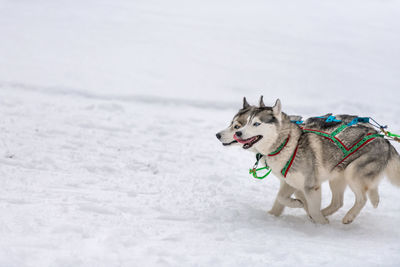 View of dog on snow covered land