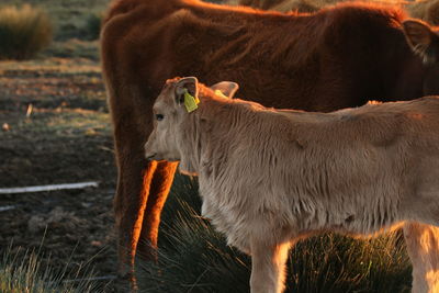 Close-up of cow standing on field