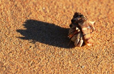 Close-up of hermit crab on beach