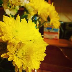 Close-up of yellow flower