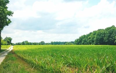 Scenic view of agricultural field against sky