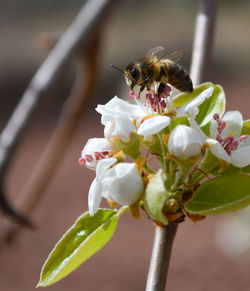 Close-up of bee pollinating on flower