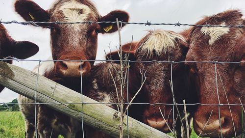 Close-up of cow by fence