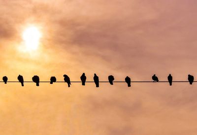 Low angle view of birds perching on power lines