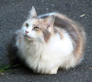 Close-up portrait of long hair calico cat