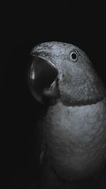 Close-up of parrot in darkroom