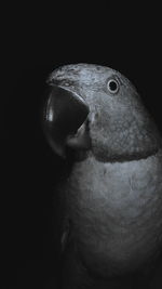 Close-up of a parrot