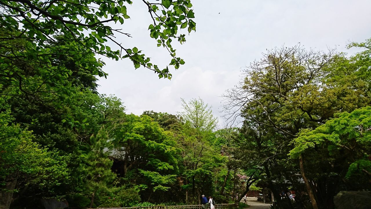 tree, green color, sky, growth, nature, lush foliage, tranquility, branch, low angle view, beauty in nature, tranquil scene, cloud - sky, scenics, day, green, outdoors, cloud, no people, cloudy, idyllic