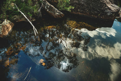 High angle view of turtle in water