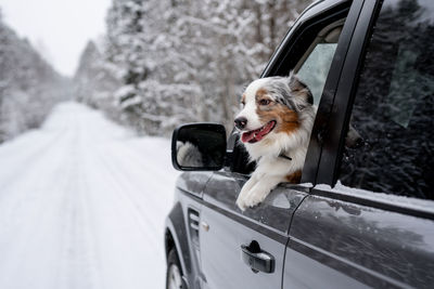 Australian shepherd.  traveling with pets. dog in car. dog sits on passenger sit. dog's tongue out