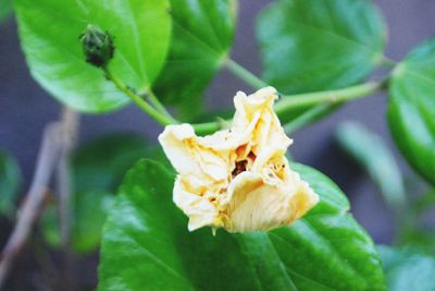 Close-up of yellow flower