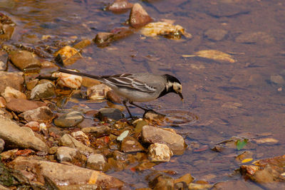 High angle view of bird drinking water