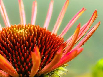 Close-up of flower head