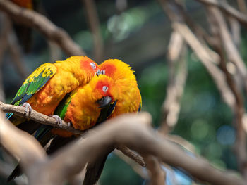 Close-up of parrot perching on branch