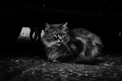 Portrait of cat sitting on floor