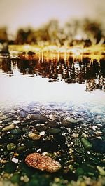 Reflection of trees in water