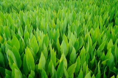 Close-up of crops growing on field