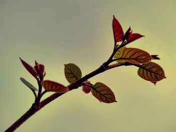 Close-up of leaves on plant against sky