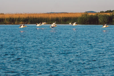 View of birds in lake against clear sky