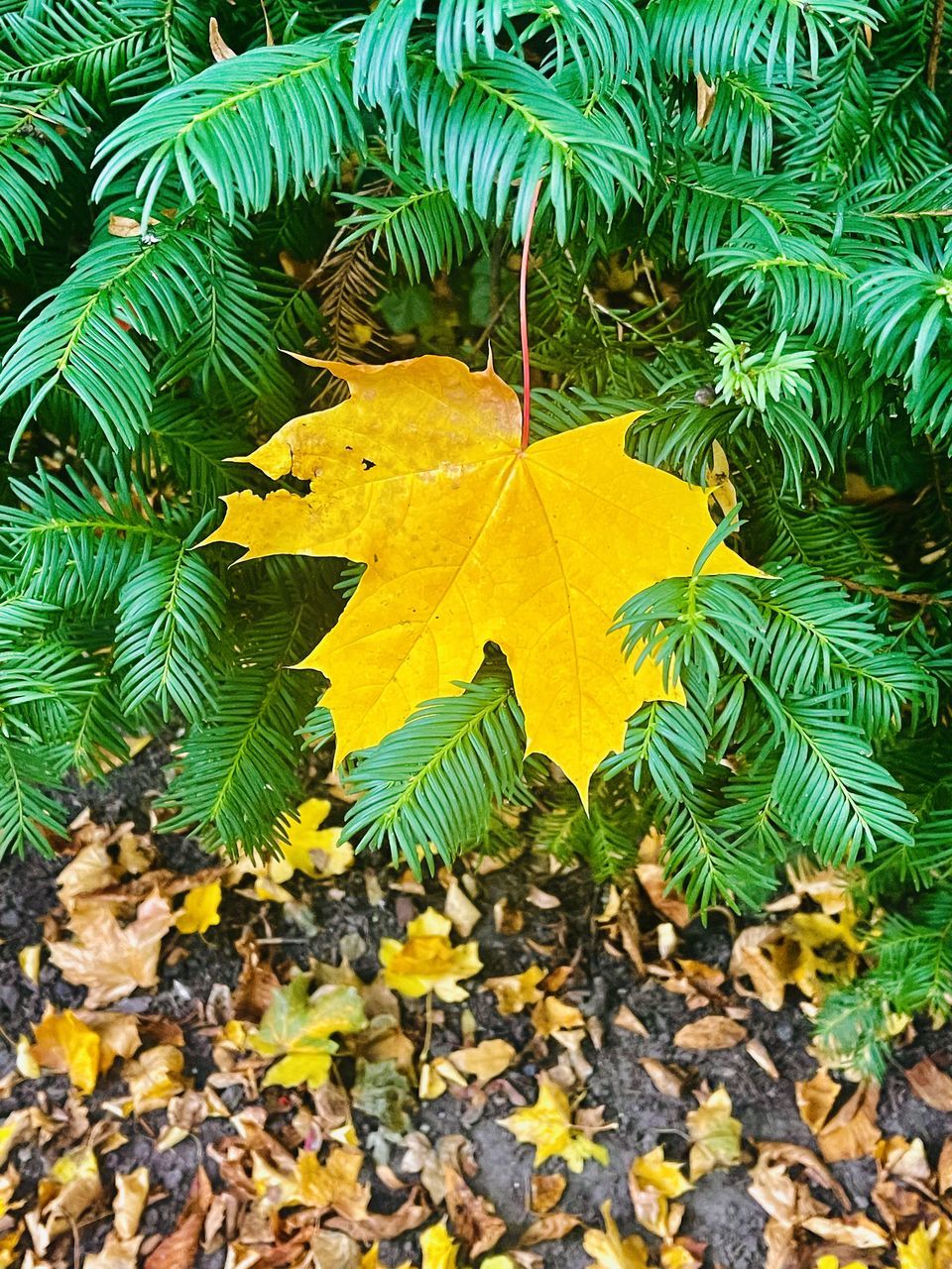 HIGH ANGLE VIEW OF YELLOW LEAVES ON PLANT