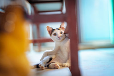 Kitten sitting in a home