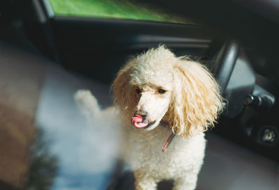 The little funny poodle dog sitting in white car looking out the window