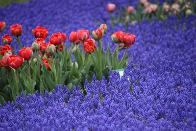 Close-up of purple flowering plants on field