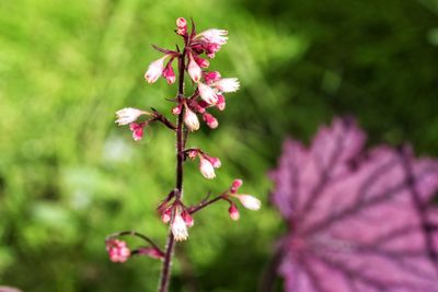 Close-up of pink flowers blooming outdoors