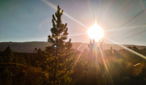 Sunlight streaming through trees on sunny day