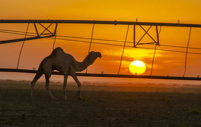Silhouette horse against orange sky