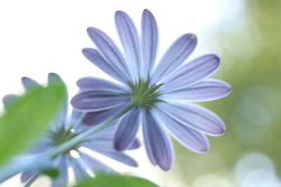 Close-up of purple flower