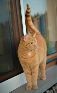 Portrait of a cat standing outside in front of the door.