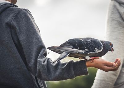 Close-up of hand holding bird