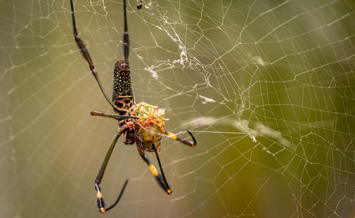 Close-up of spider on web