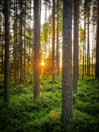 Trees in forest