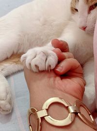 Close-up of a cat lying down