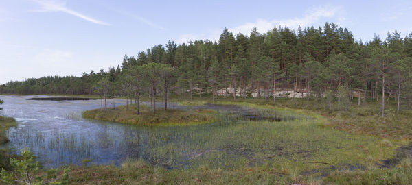 Scenic view of forest against sky